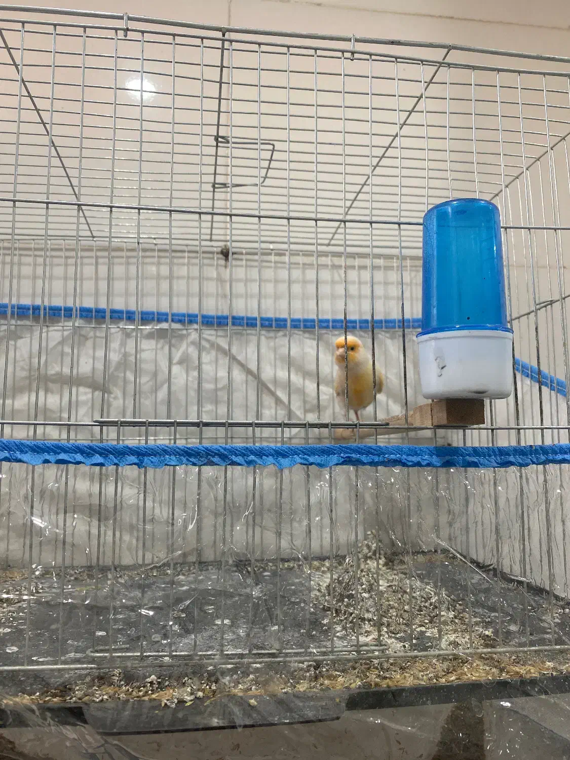 پرنده قناری سرامیکی|پرنده|کازرون, |دیوار