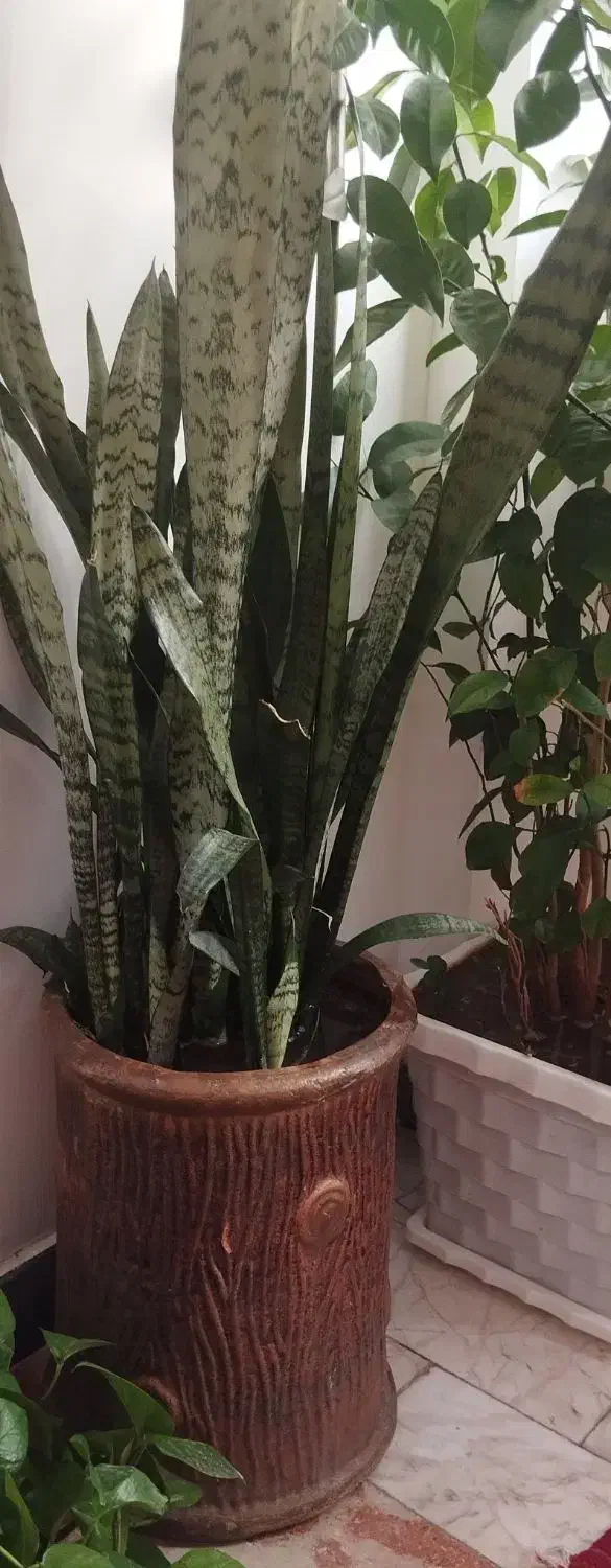 گل زیبا|گل و گیاه طبیعی|مهاباد (آذربایجان غربی), |دیوار