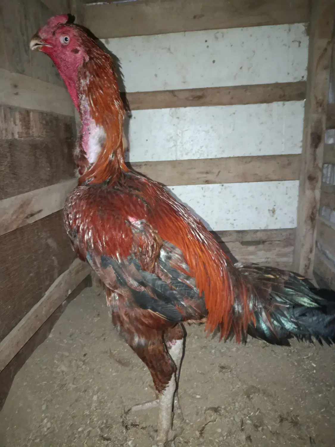 خروس لاری نسل دار|حیوانات مزرعه|گمیشان, |دیوار