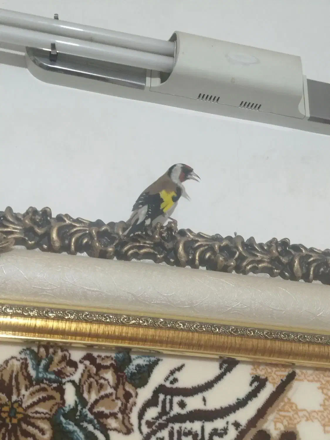 سهره پاییزه|پرنده|اراک, |دیوار