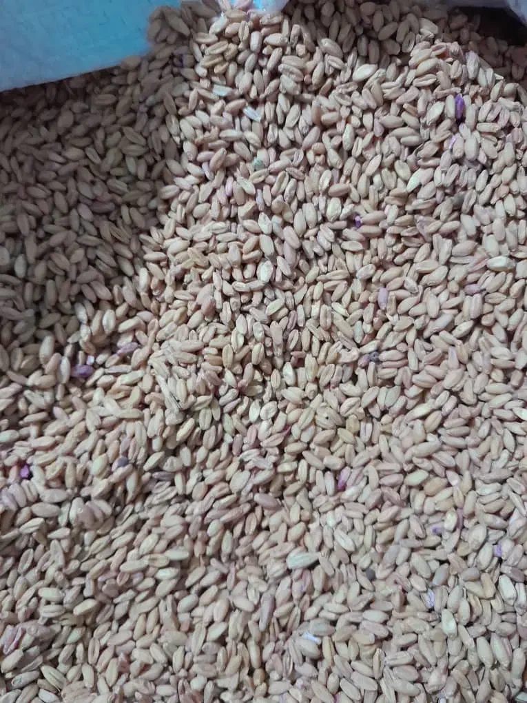 گندم کوهدشت .بوجارشده . تمیز|خوردنی و آشامیدنی|کوهنانی, |دیوار