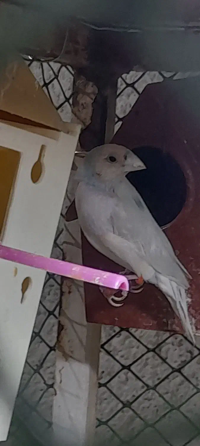 فنج گلدین رنگ کم یاب|پرنده|عجب شیر, |دیوار