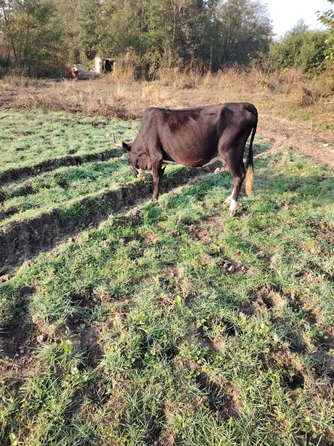 گاو چالوسی باگوساله ماده|حیوانات مزرعه|لشت نشا, |دیوار