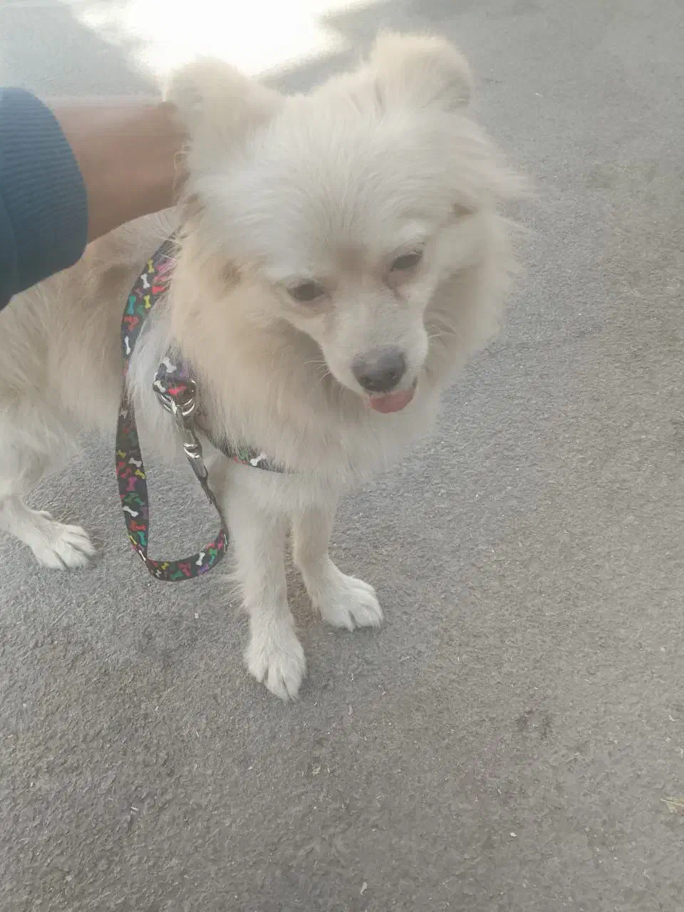 پامرانین عروسکی|سگ|خمینی‌شهر, |دیوار