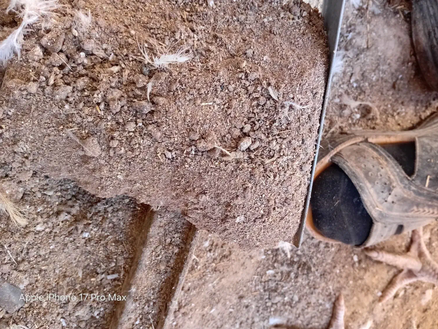 کود  مرغ نرم نرم|گل و گیاه طبیعی|مود, |دیوار