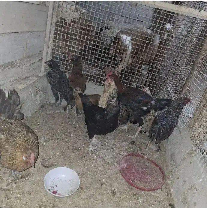 فروش مرغ شهری|حیوانات مزرعه|قشم, |دیوار