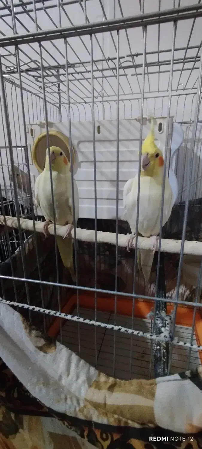 عروس هلندی گمشده|حیوانات|اراک, |دیوار