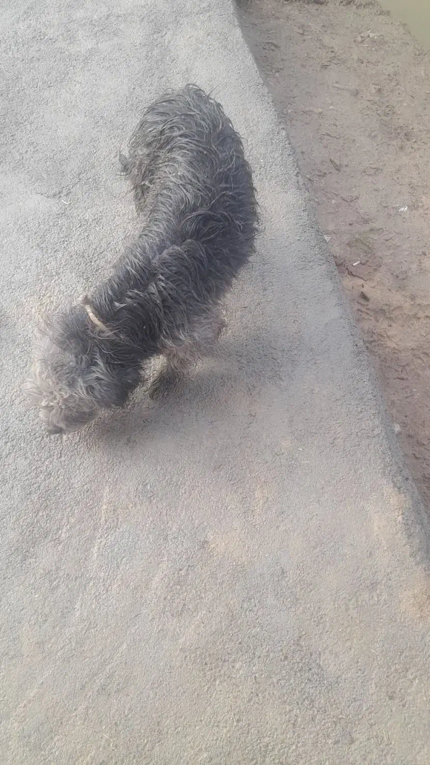 دو عدد پاکوتاه نرو ماده واگذاری|سگ|بیستون, |دیوار