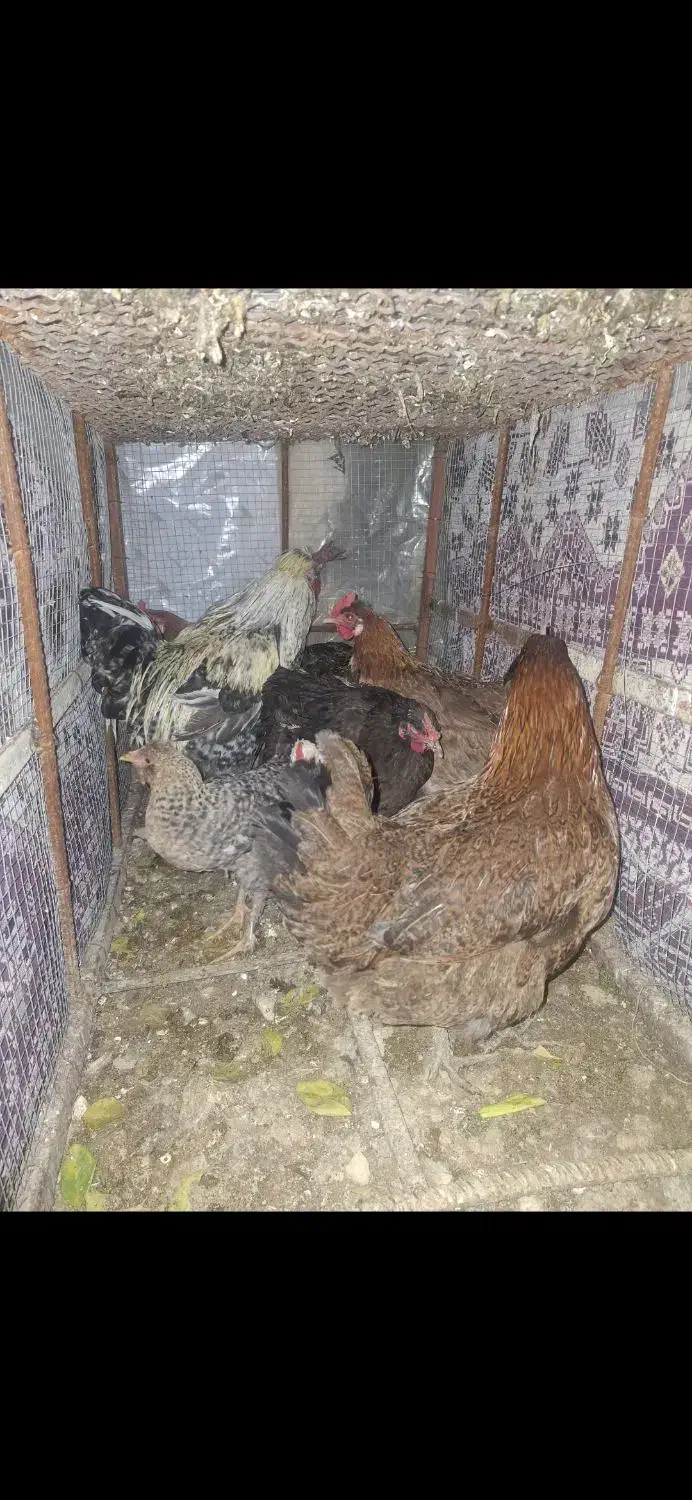 مرغ و خروس|حیوانات مزرعه|دوگنبدان, |دیوار