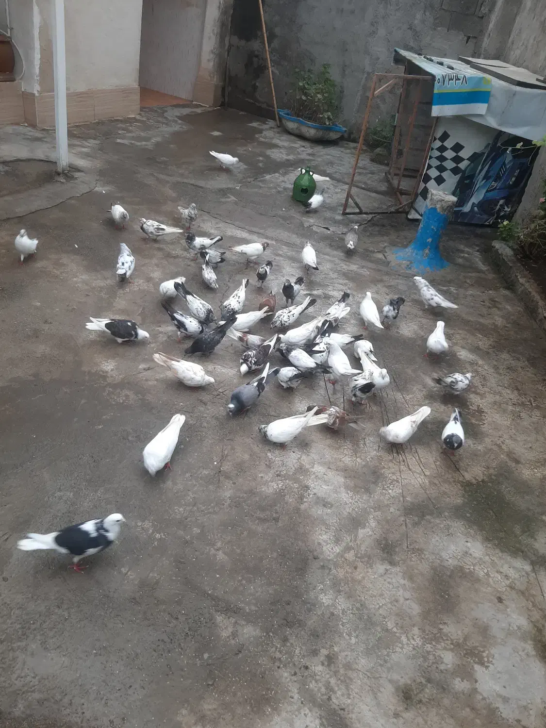 کبوتر|پرنده|صومعه‌سرا, |دیوار