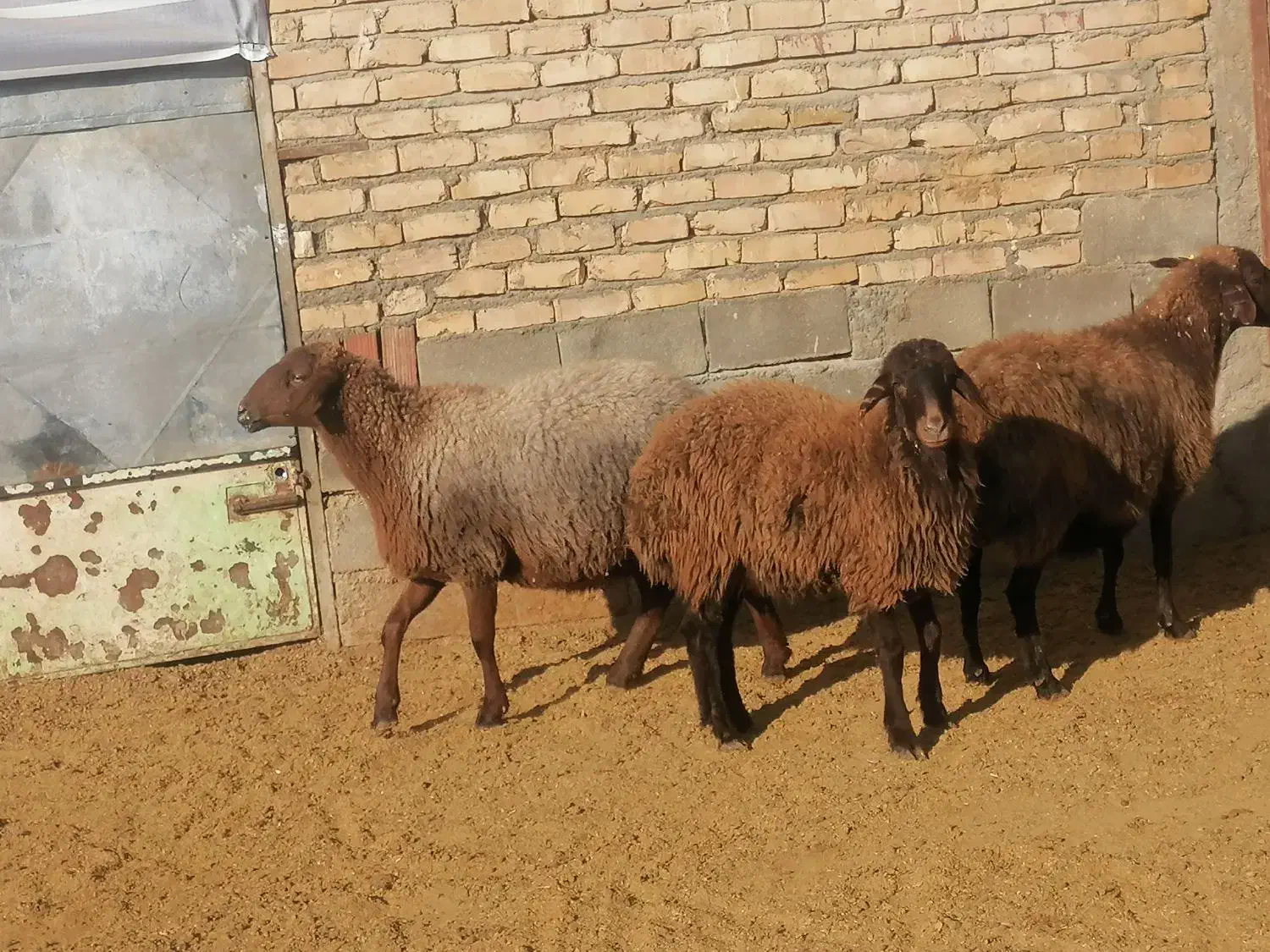 میش هتور و همو|حیوانات مزرعه|بجنورد, |دیوار