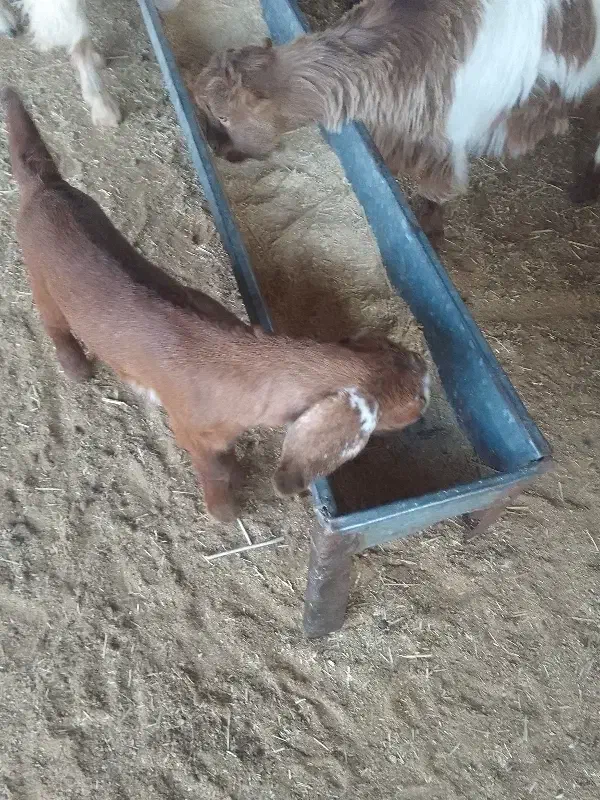 فروش بز با بزغاله|حیوانات مزرعه|ایوان, |دیوار