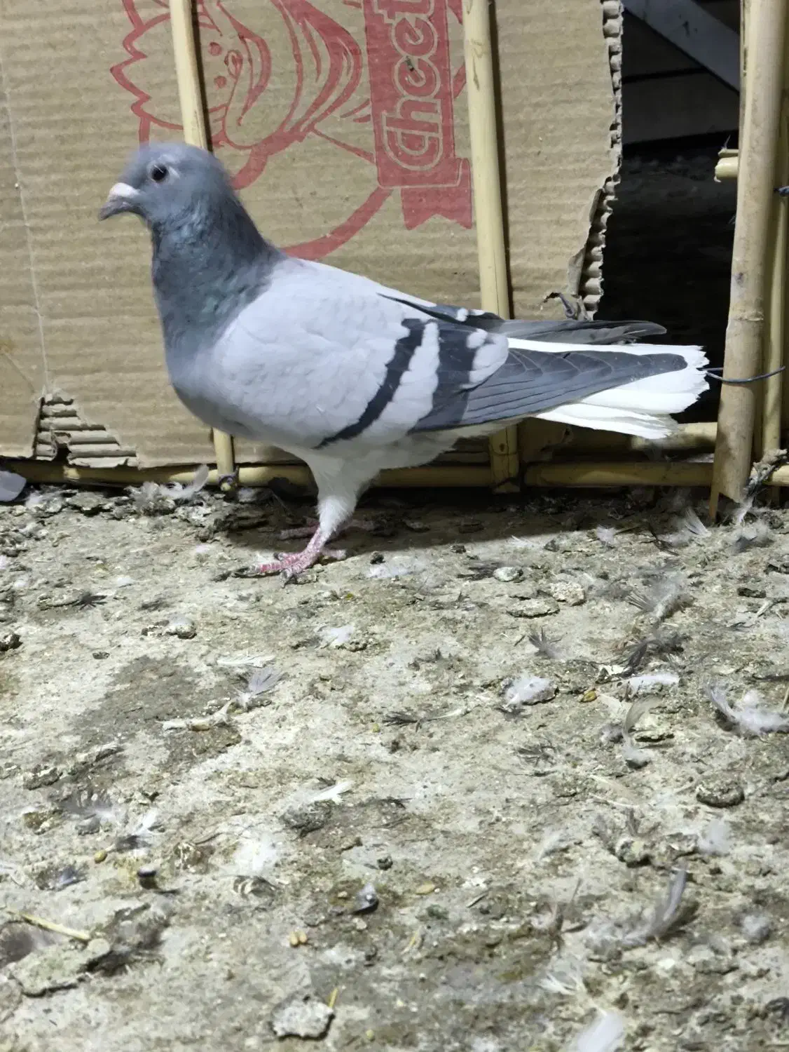 نروماده زاغ کرمانی و ماده دم سفید|پرنده|زاهدان, |دیوار