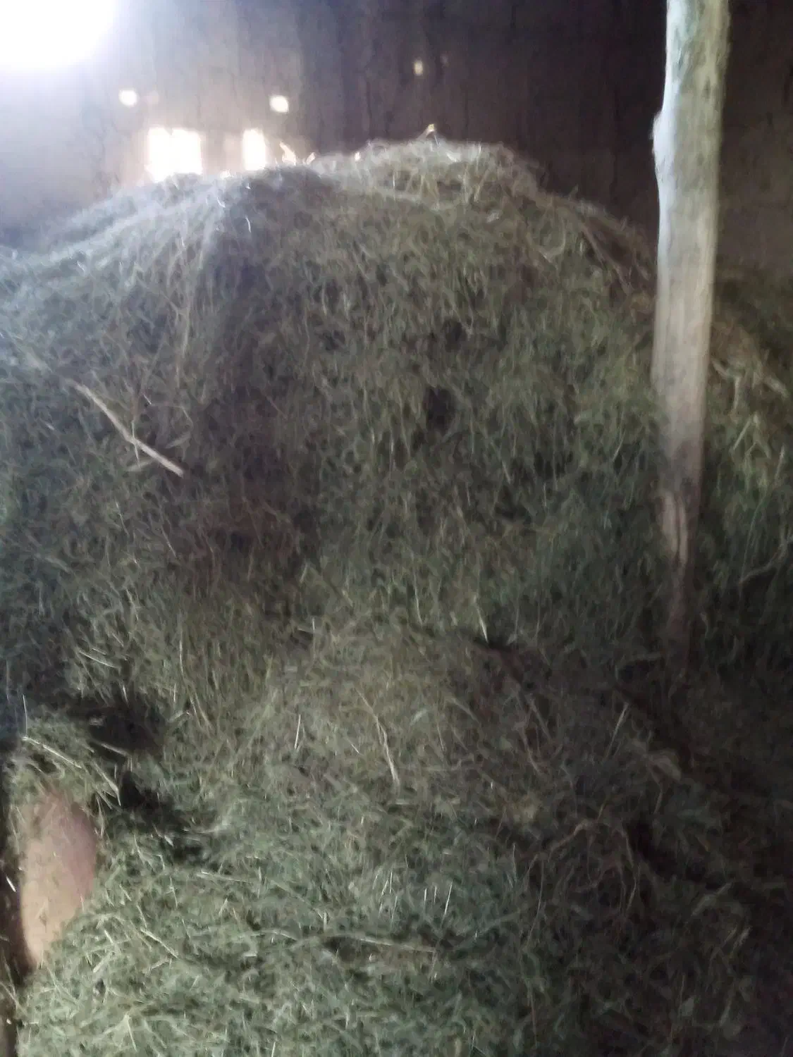 علوفه خرد شده وکاه|حیوانات مزرعه|صومای برادوست, |دیوار