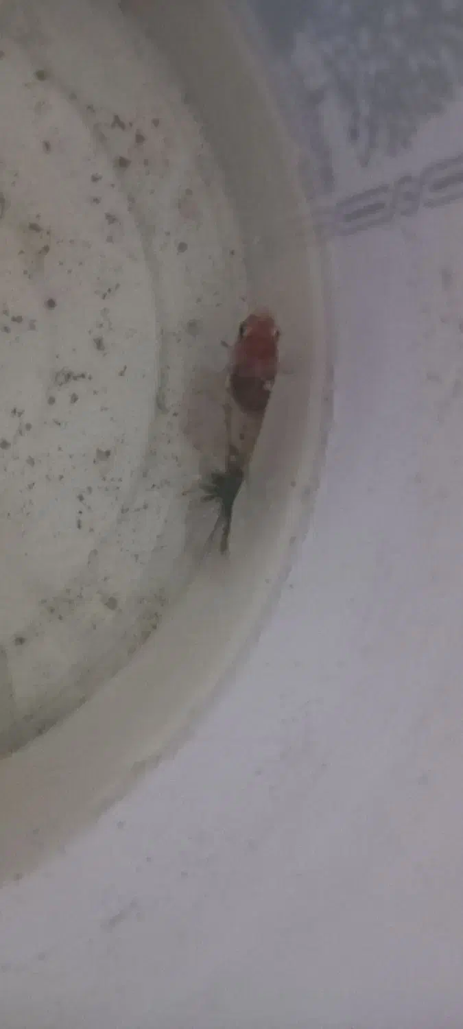 ماهی فایتر قیمت مناسب|ماهی|بن, |دیوار