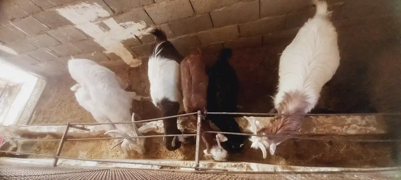 بز و بزغاله ماده.فقط معاوضه با گوسفند میش .یا فروش|حیوانات مزرعه|هشتگرد, هیو|دیوار