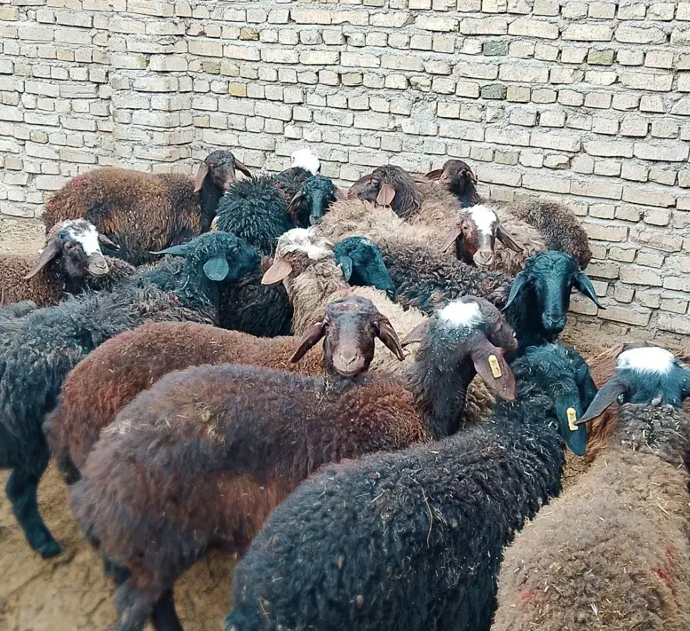 ۱۷ راس بره همه نر،اصیل مناسب نگهداری|حیوانات مزرعه|دشتابی, |دیوار