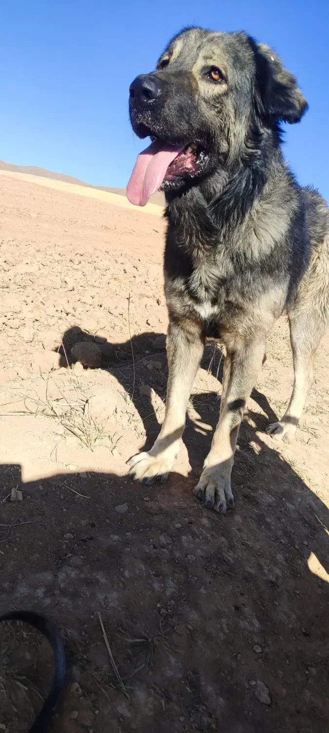 سرابی|سگ|رزن, |دیوار