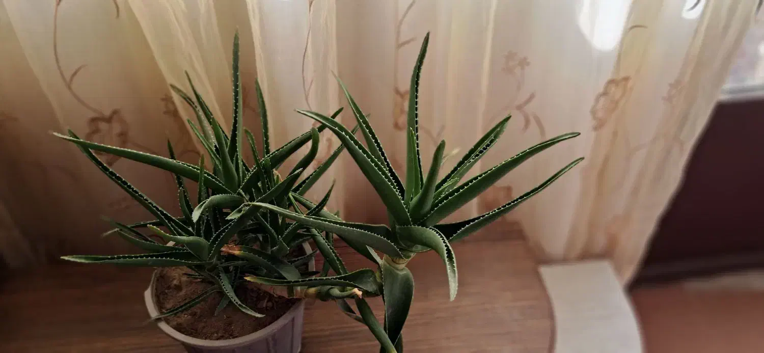 گل آپارتمانی همراه باجوانه های فراوان|گل و گیاه طبیعی|سبزوار, فیاض|دیوار