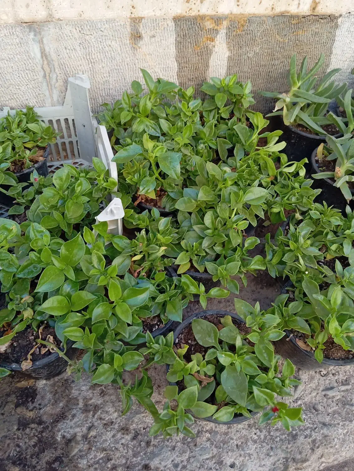 ناز فرانسوی و ناز گوشتی درجه یک و 6عدد کاکتوس بزرگ|گل و گیاه طبیعی|تهران, میدان ولیعصر|دیوار