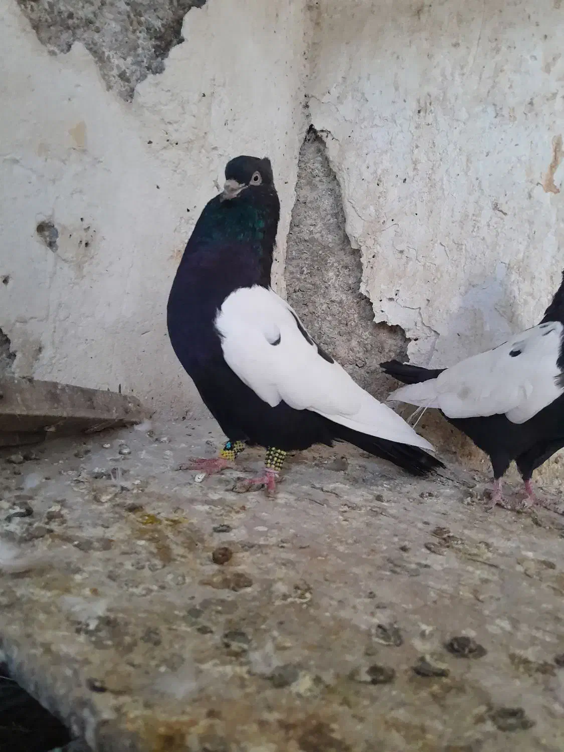 سینه سیاه|پرنده|بندر ماهشهر, |دیوار