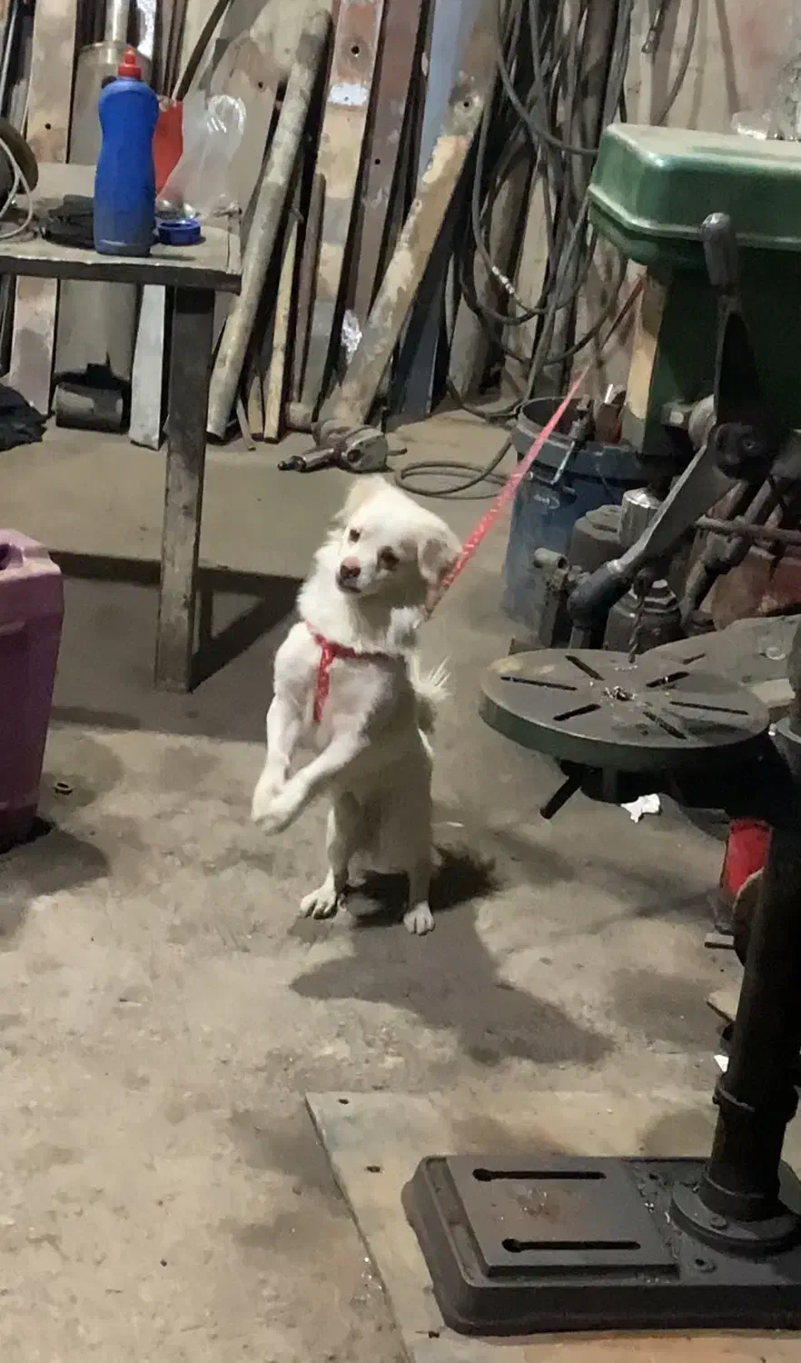 سگ‌تربیت شده|سگ|پاکدشت, پاکدشت (مامازند)|دیوار