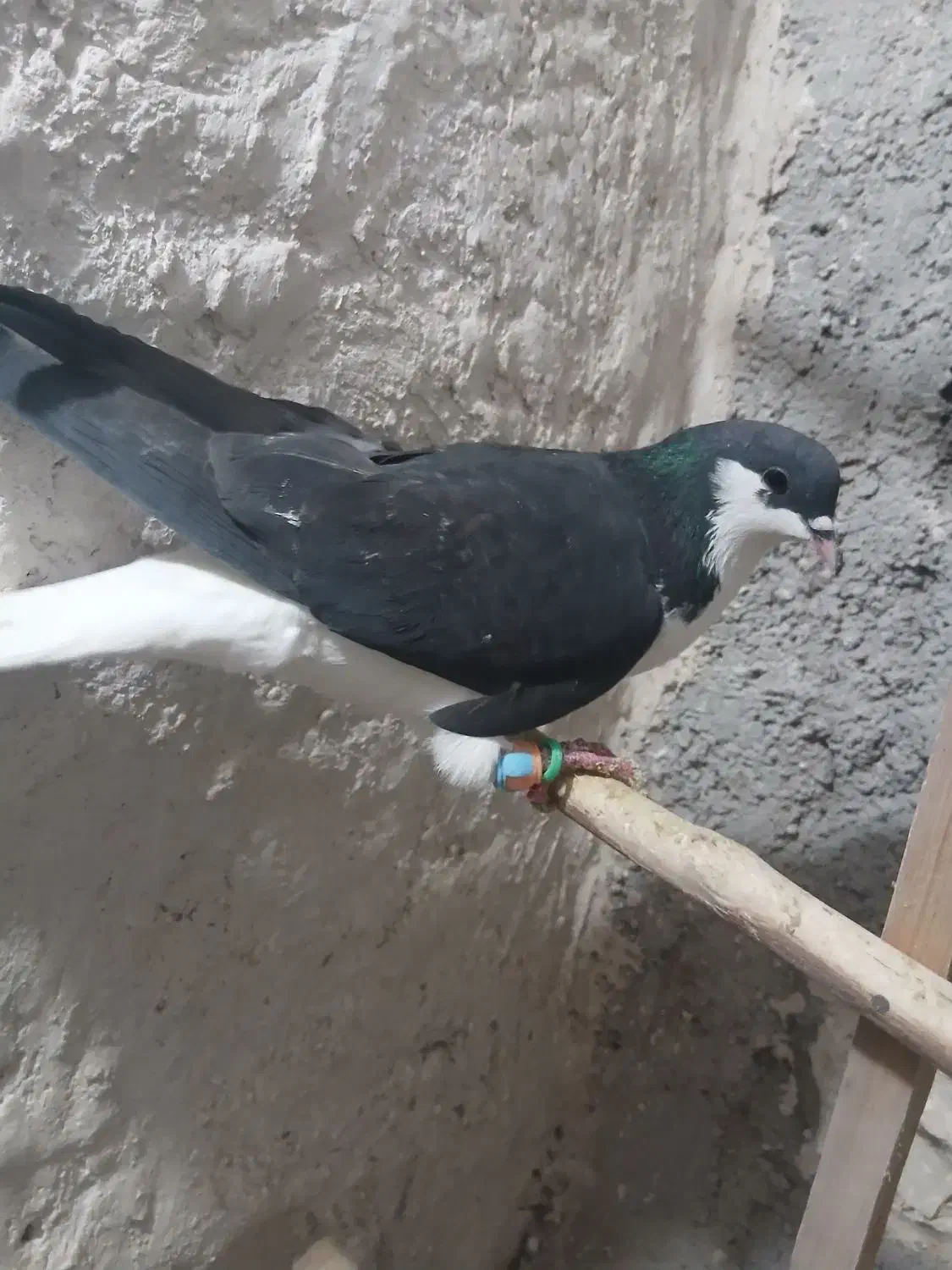 کبوتر|پرنده|اقبالیه, |دیوار