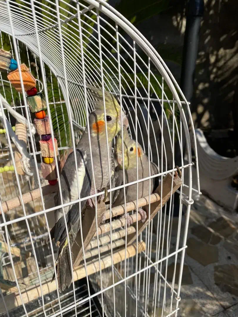 عروس هلندی|پرنده|لشت نشا, |دیوار