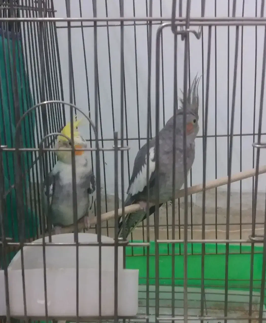 عروس هلندی|پرنده|اردکان, |دیوار