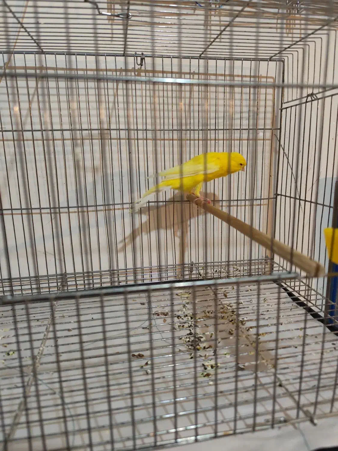 قناری نر|پرنده|درگزین, |دیوار