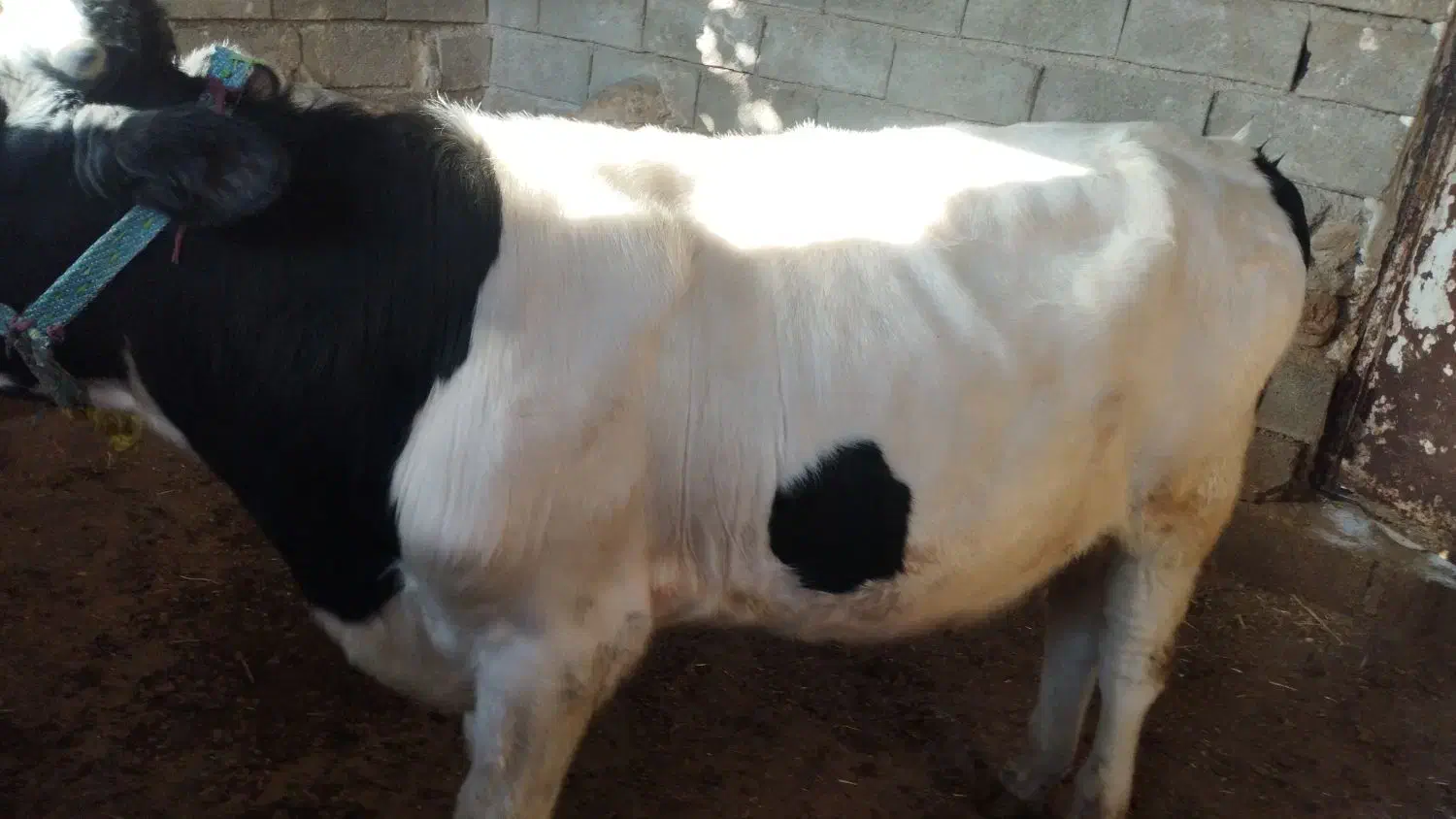 فروش گوساله|حیوانات مزرعه|سر آسیاب یوسفی, |دیوار