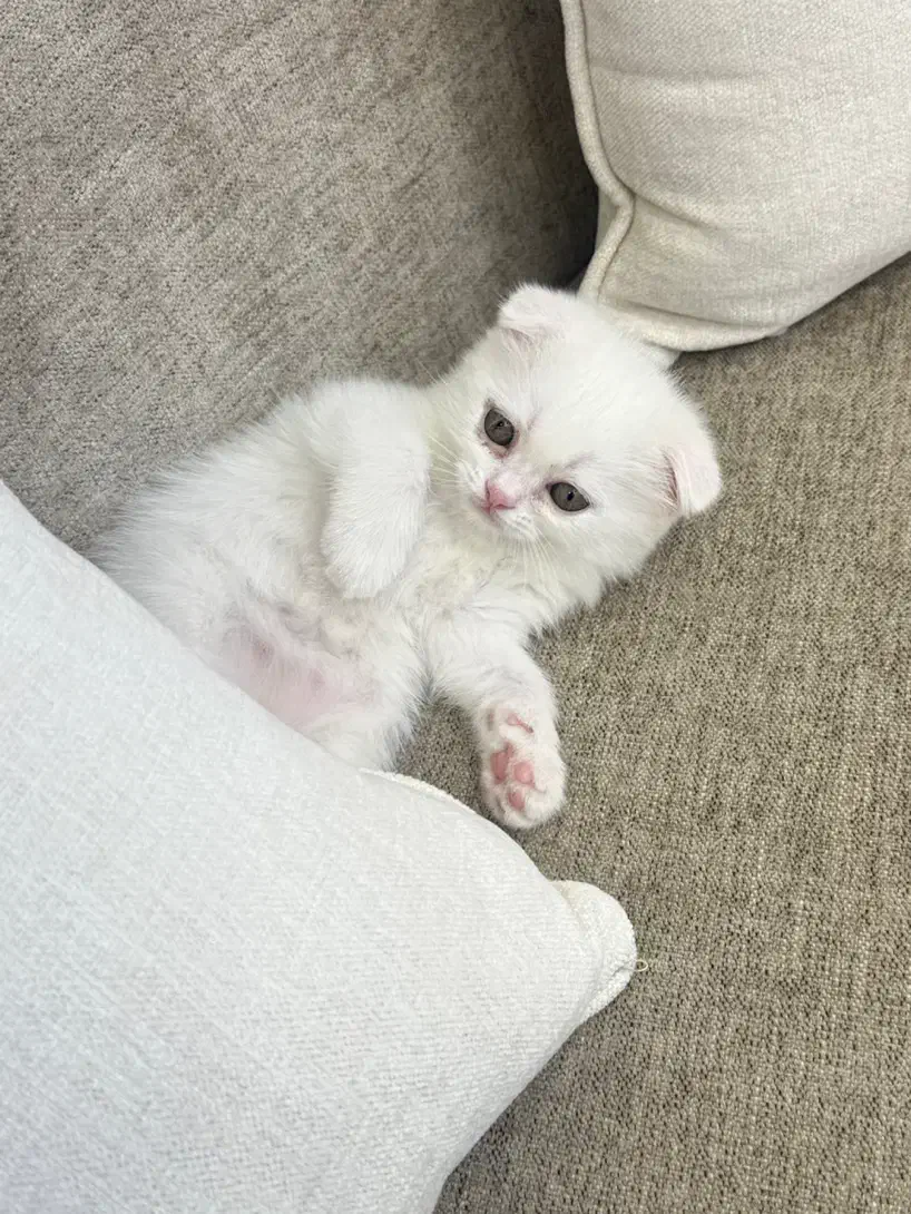 حیوانات خانگی گربه|گربه|گرگان, |دیوار