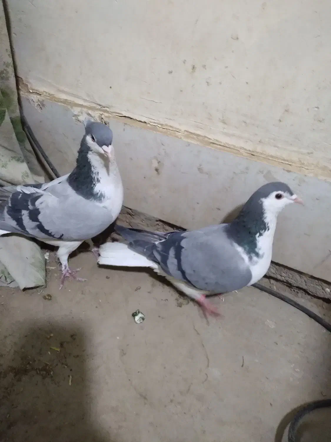 جفت دمگیر|پرنده|خمینیشهر, |دیوار