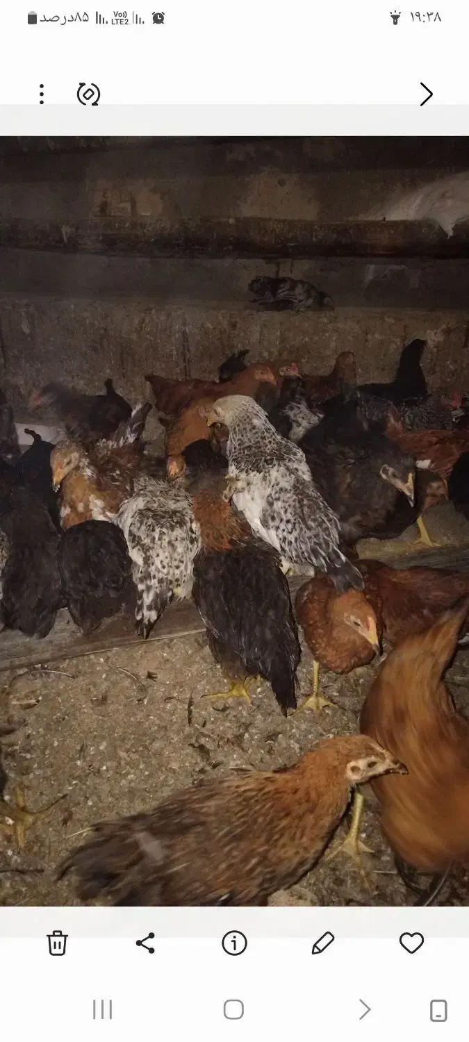 جوجه رنگی محلی|حیوانات مزرعه|دشتابی, |دیوار