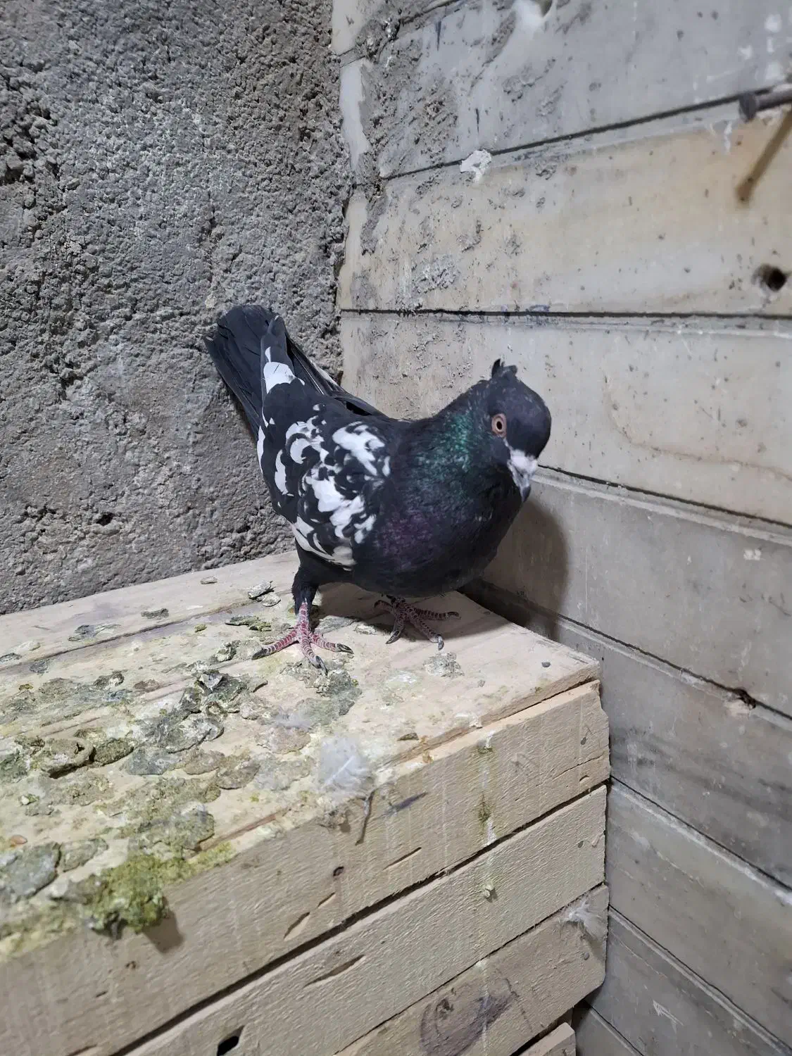 سینه سیاه|پرنده|شیراز, فرودگاه شهید دستغیب شیراز|دیوار