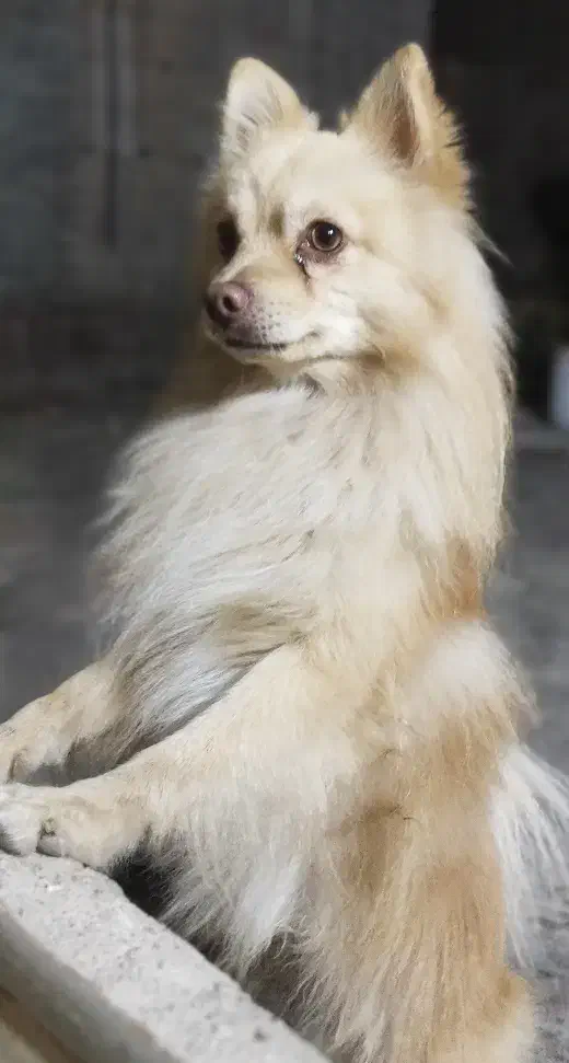 سگ پامر|سگ|میاندوآب, |دیوار