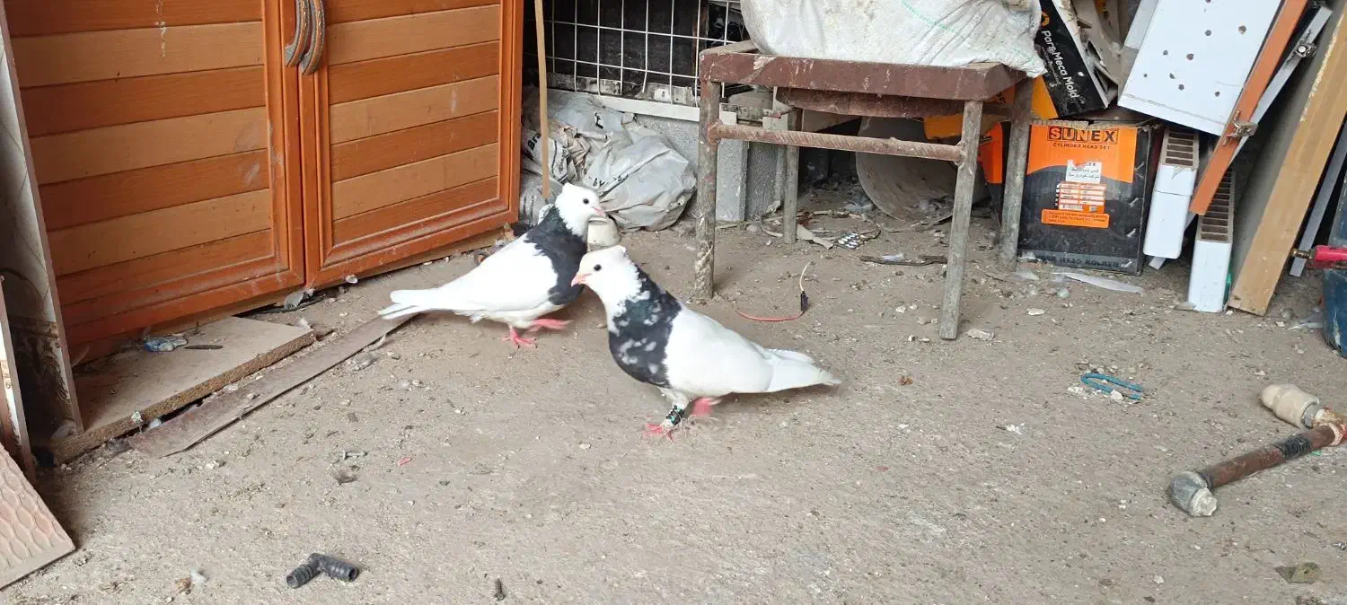 توقی زرین الماس|پرنده|رامشیر, |دیوار