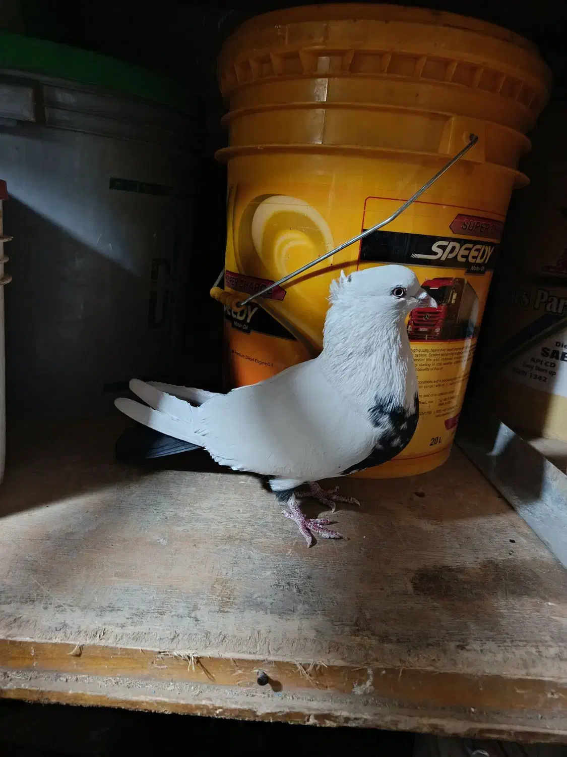 کبوتر دم سیاه نر|پرنده|اسدآباد, |دیوار