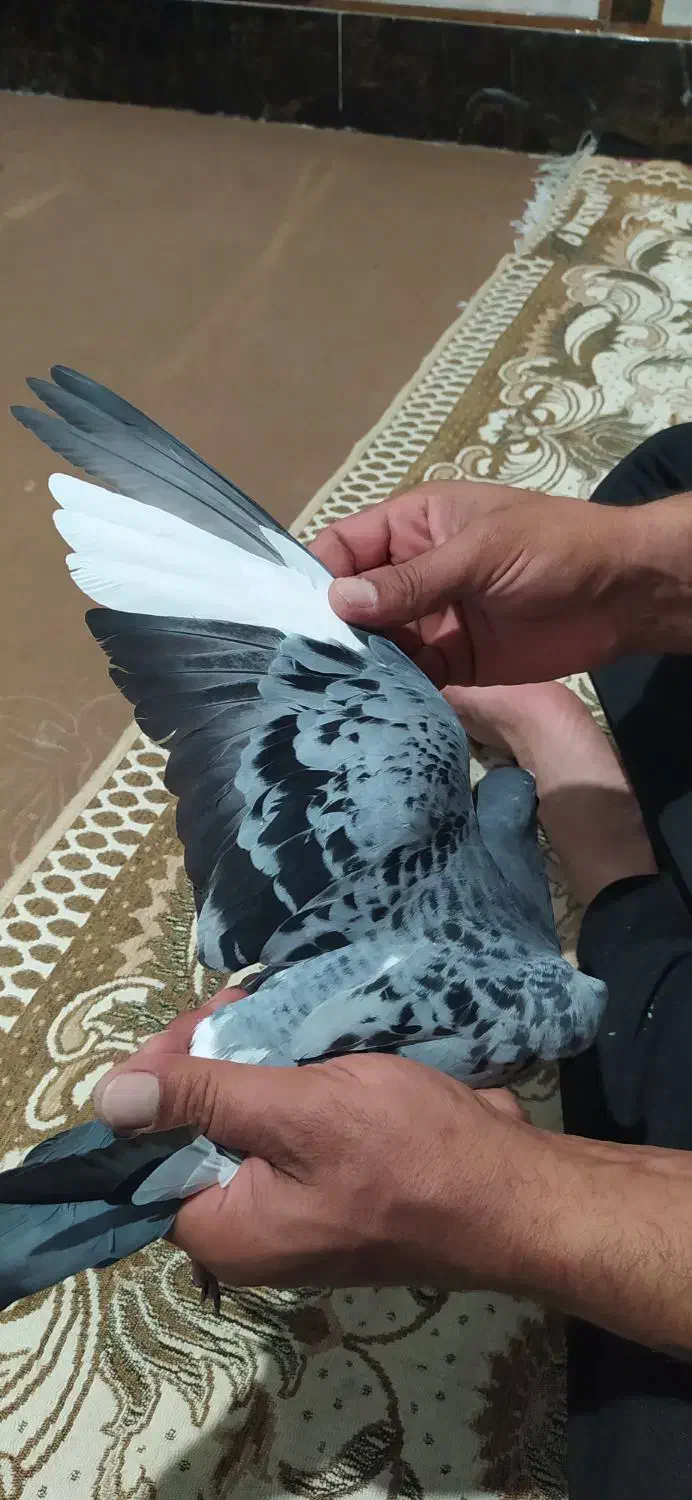 کبوتر|پرنده|خرمشهر, |دیوار