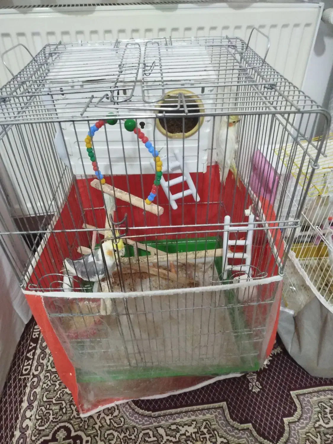 عروس هلندی|پرنده|اردبیل, |دیوار