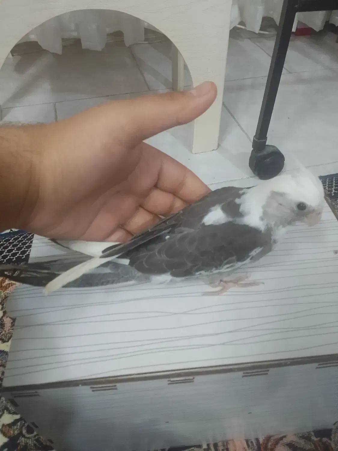 عروس هلندی جوجه|پرنده|رباط‌کریم, مسکن مهر آبشناسان|دیوار