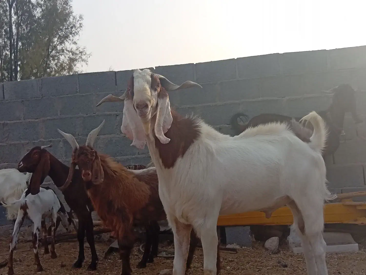 پازن|حیوانات مزرعه|گله دار, |دیوار