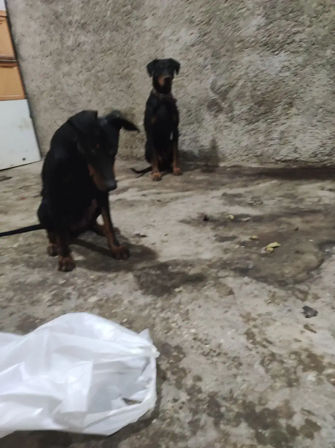 دوبرمن خالص|سگ|شیراز, دروازه قران|دیوار