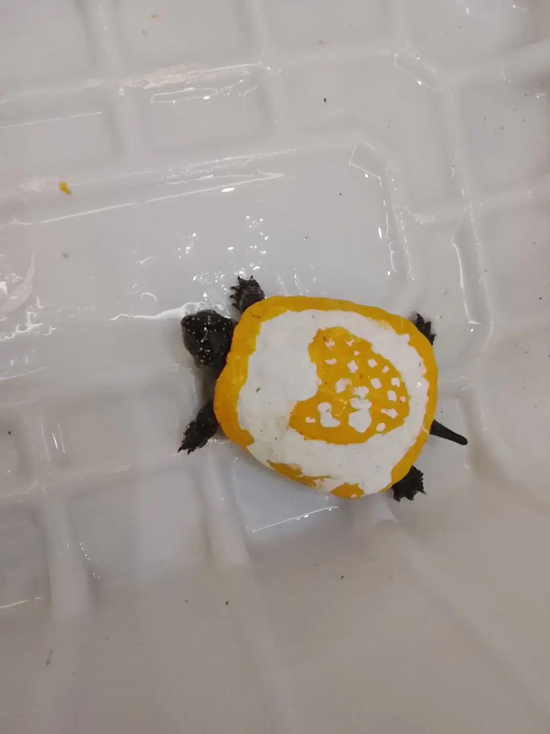 ماهی آکواریومی خاص کاشمر|ماهی|کاشمر, |دیوار