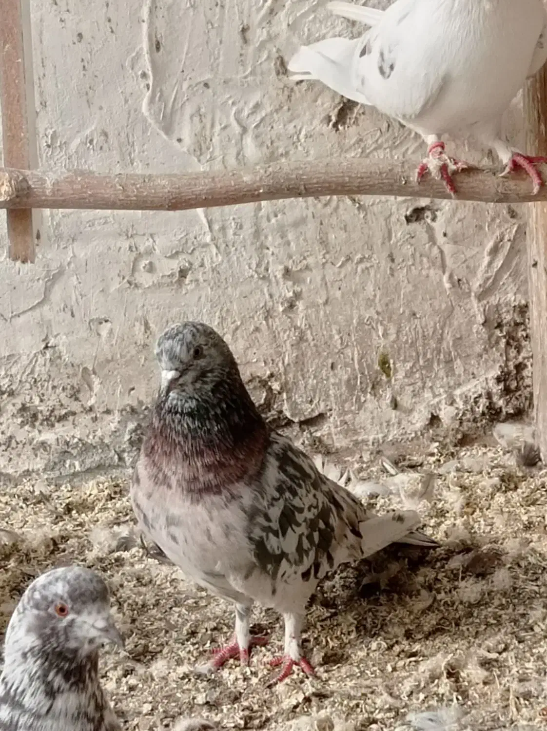 کورچین|پرنده|خرمدره, |دیوار