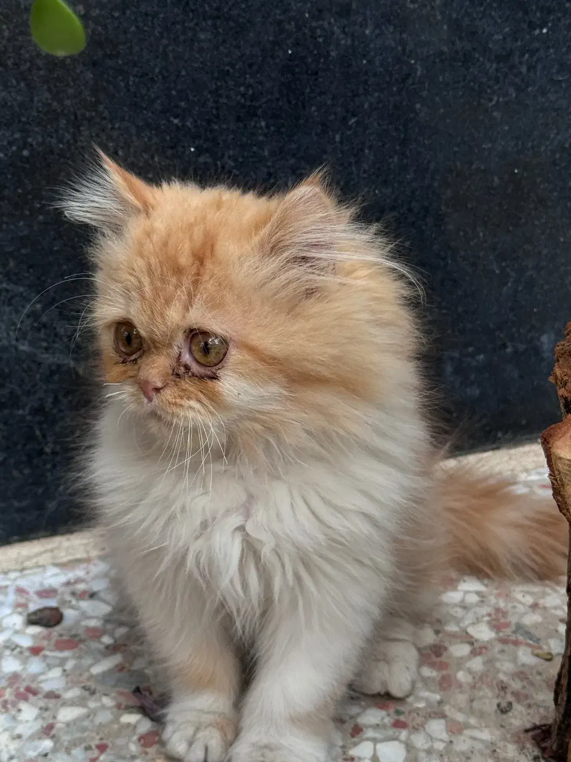 گربه توله پرشین|گربه|شیراز, درکی|دیوار