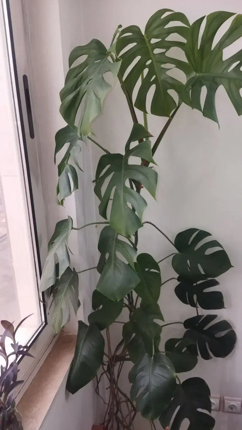 گل برگ انجیری|گل مصنوعی|مشهد, الهیه|دیوار