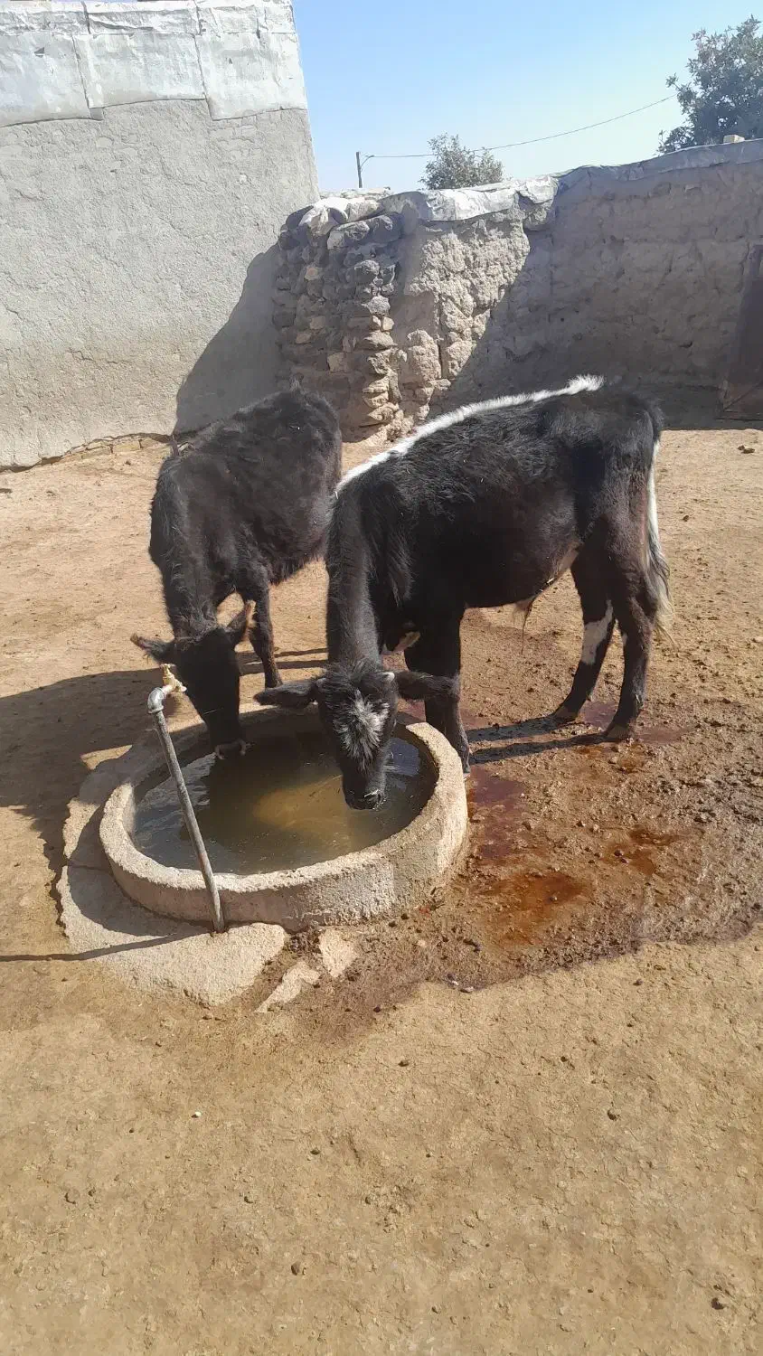 گوساله|حیوانات مزرعه|گل تپه, |دیوار