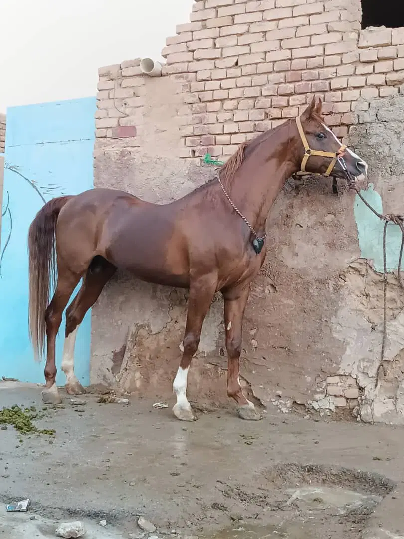 اسب|اسب و تجهیزات اسب‌سواری|یزد, |دیوار
