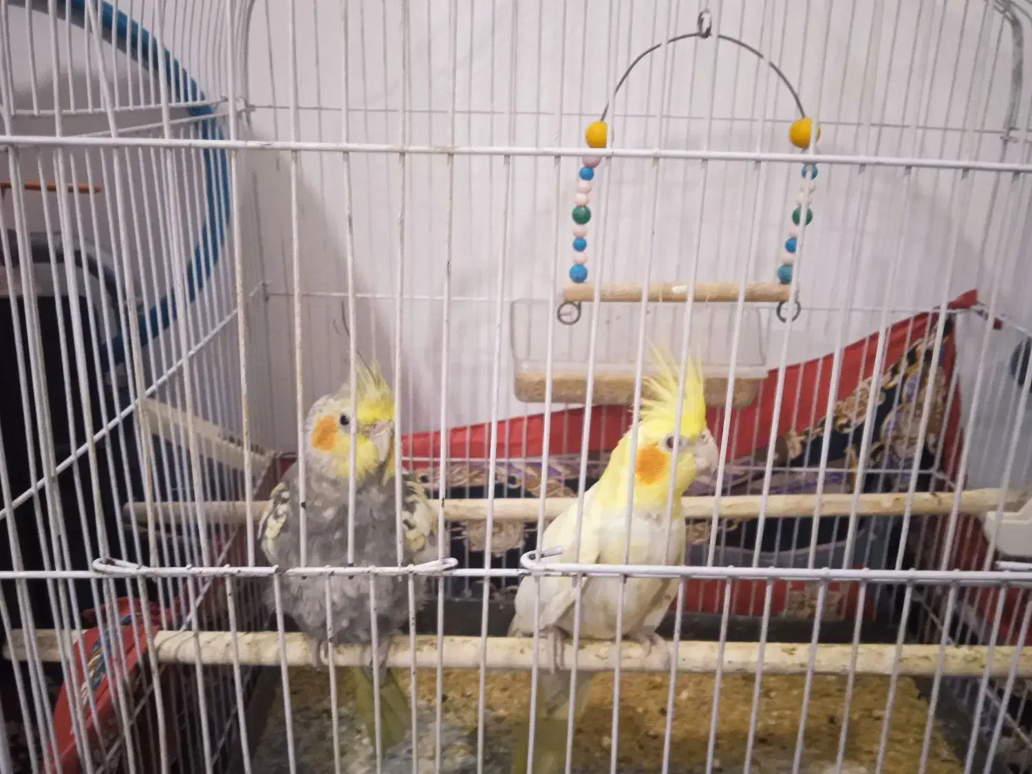 عروس هلندی|پرنده|هشترود, |دیوار